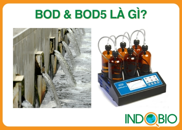 BOD vs BOD5 là gì?