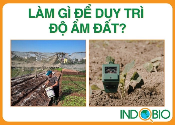 Cần làm gì để duy trì độ ẩm đất?