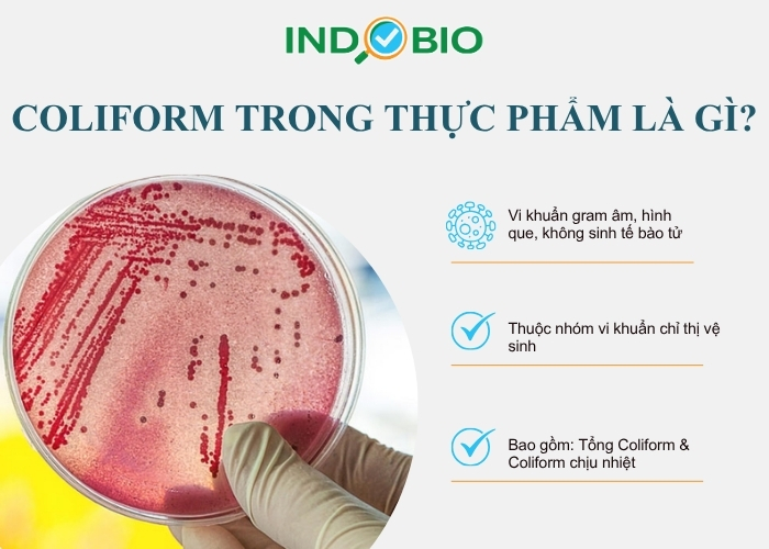 Coliform trong thực phẩm là gì?