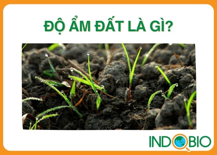 Độ ẩm đất là gì?