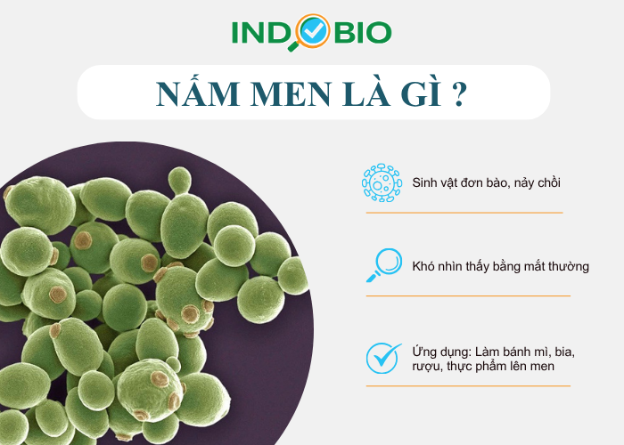 Nấm men là gì?