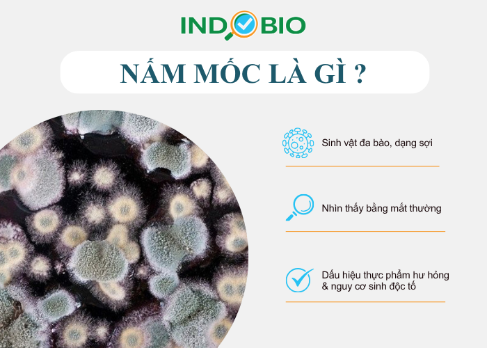 Nấm mốc là gì?