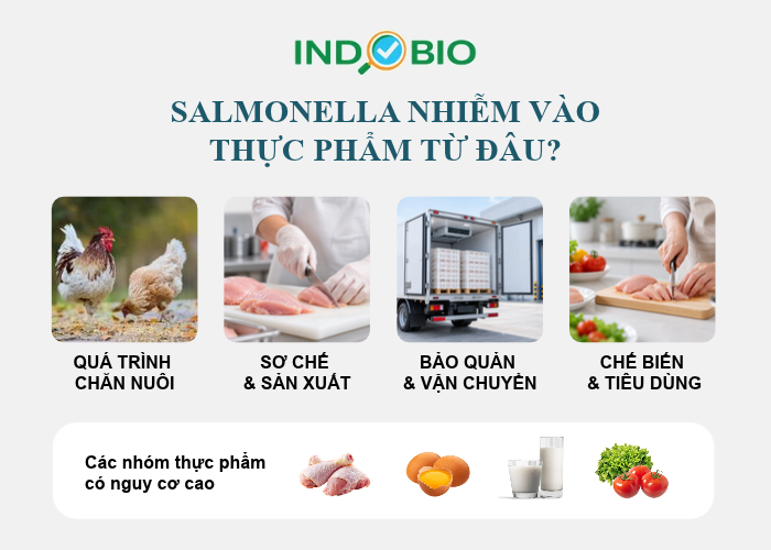 salmonella trong thực phẩm