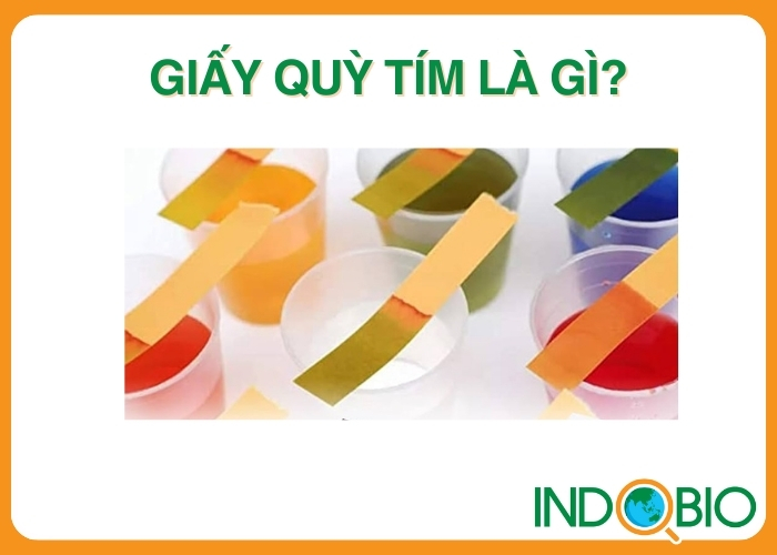 Giấy quỳ tím là gì?