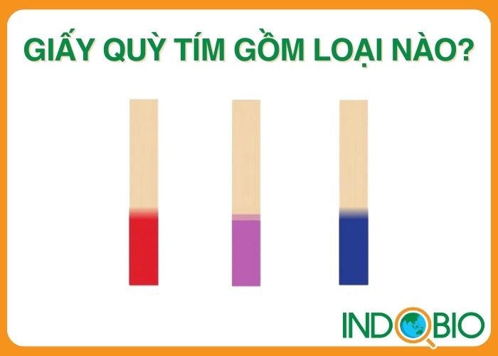 Giấy quỳ tím test nước gồm những loại nào? 