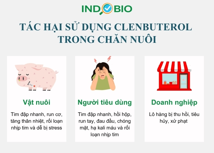 Tác hại khi sử dụng Clenbuterol trong chăn nuôi