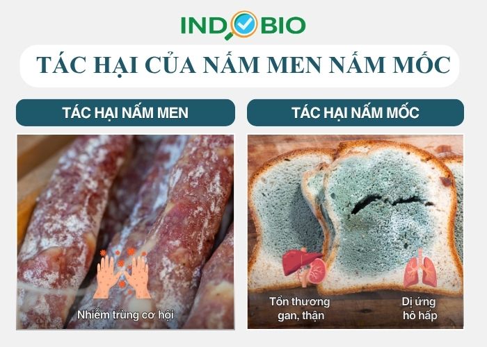 Tác hại của nấm men nấm mốc