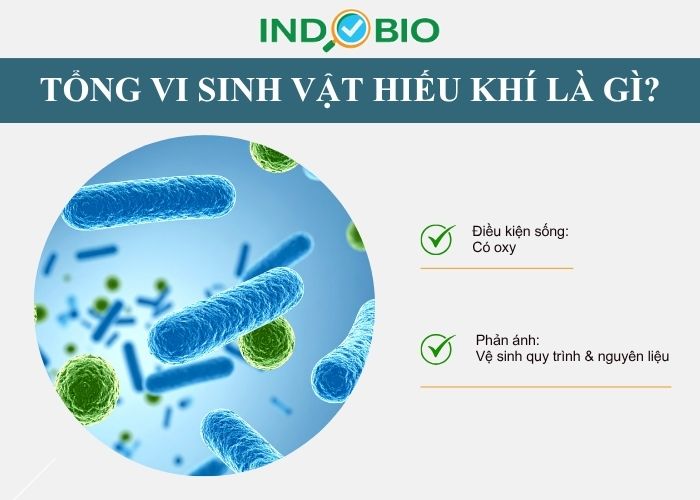 Tổng số vi sinh vật hiếu khí là gì?