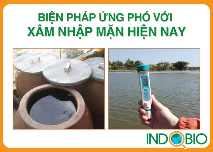 Biện pháp ứng phó với xâm nhập mặn hiện nay