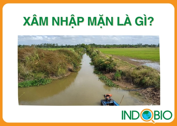 Xâm nhập mặn là gì?