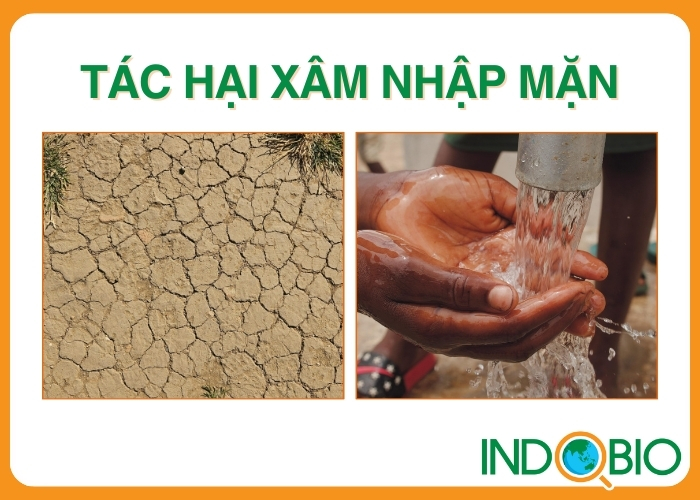 Tác hại xâm nhập mặn trong nước